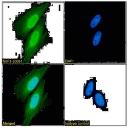 Aminopeptidase P1/XPNPEP1 Antibody (SAIC-07E-1) - Azide and BSA Free, Novus