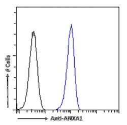 Annexin A1 Antibody (SAIC-13B-19) - Azide and BSA Free, Novus Biologicals:Antibodies:Primary
