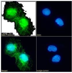 Annexin A4 Antibody (SAIC-14C-10F12) - Azide and BSA Free, Novus Biologicals