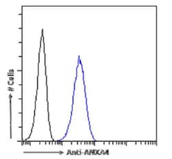 Annexin A4 Antibody (SAIC-14C-10F12) - Azide and BSA Free, Novus Biologicals