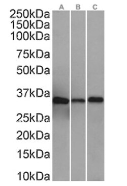 Annexin A4 Antibody (SAIC-14C-10F12) - Azide and BSA Free, Novus Biologicals