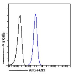 FEN-1 Antibody (SAIC-21C-4) - Azide and BSA Free, Novus Biologicals:Antibodies:Primary