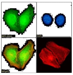 hHR23b Antibody (SAIC-28B-8) - Azide and BSA Free, Novus Biologicals 0.025