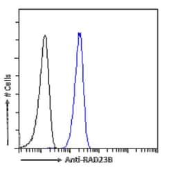 hHR23b Antibody (SAIC-28B-8) - Azide and BSA Free, Novus Biologicals 0.025
