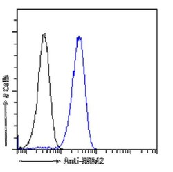 RRM2 Antibody (SAIC-30C-18) - Azide and BSA Free, Novus Biologicals 0.025