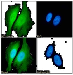 Peroxiredoxin 2 Antibody (SAIC-34B-124) - Azide and BSA Free, Novus Biologicals:Antibodies:Primary
