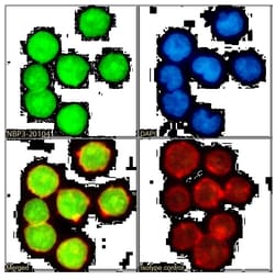 UBE2I/Ubc9 Antibody (SAIC-36A-9) - Azide and BSA Free, Novus Biologicals:Antibodies:Primary