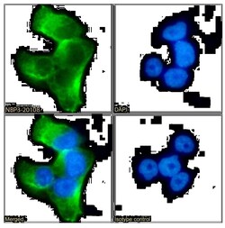 Serpin A6/Cortisol Binding Globulin Antibody (SAIC-42B-10) - Azide and