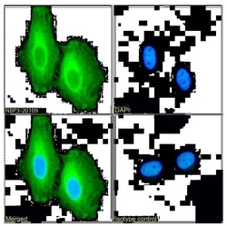 Clusterin/APOJ Antibody (SAIC-43B-8) - Azide and BSA Free, Novus Biologicals