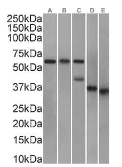 Clusterin/APOJ Antibody (SAIC-43B-8) - Azide and BSA Free, Novus Biologicals