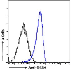 BRD4 Antibody (RAB-C131) - Chimeric - Azide and BSA Free, Novus Biologicals:Antibodies:Primary