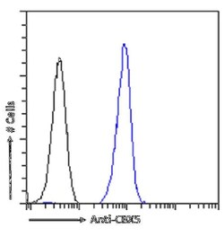 HP1 alpha Antibody (RAB-C133) - Chimeric - Azide and BSA Free, Novus Biologicals