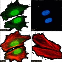 CBX1 Antibody (RAB-C145) - Chimeric - Azide and BSA Free, Novus Biologicals
