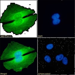 PRMT5 Antibody (RAB-C136) - Chimeric - Azide and BSA Free, Novus Biologicals