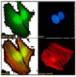 WDR5 Antibody (RAB-C223) - Chimeric - Azide and BSA Free, Novus Biologicals