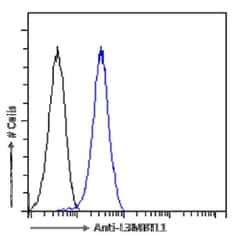 L3MBTL1 Antibody (RAB-C213) - Chimeric - Azide and BSA Free, Novus Biologicals 0.2 mg | Buy Online | Novus Biologicals | Fisher Scientific