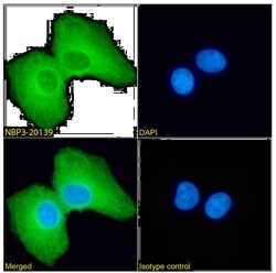 PRDM4 Antibody (RAB-C367) - Chimeric - Azide and BSA Free, Novus Biologicals:Antibodies:Primary