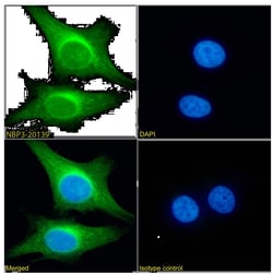 PRDM4 Antibody (RAB-C367) - Chimeric - Azide and BSA Free, Novus Biologicals:Antibodies:Primary