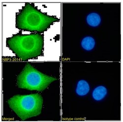 PRDM9 Antibody (RAB-C370) - Chimeric - Azide and BSA Free, Novus Biologicals