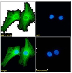 PRDM9 Antibody (RAB-C370) - Chimeric - Azide and BSA Free, Novus Biologicals
