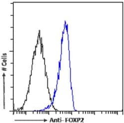 FoxP2 Antibody (RAB-S249) - Chimeric - Azide and BSA Free, Novus Biologicals:Antibodies:Primary