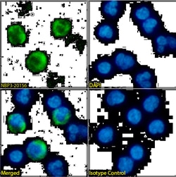 NKG2D/CD314 Antibody (6E5A7) - Chimeric - Azide and BSA Free, Novus Biologicals:Antibodies:Primary