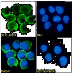 Fc gamma RIIA/CD32a Antibody (IV.3) - Chimeric - Azide and BSA Free, Novus