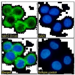 IL-3R alpha/CD123 Antibody (7G3) - Chimeric - Azide and BSA Free, Novus