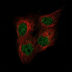OCT4 Antibody (CL7621), Novus Biologicals 100 &mu;g; Unconjugated:Antibodies,