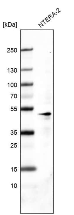 OCT4 Antibody (CL7621), Novus Biologicals 100 &mu;g; Unconjugated:Antibodies,