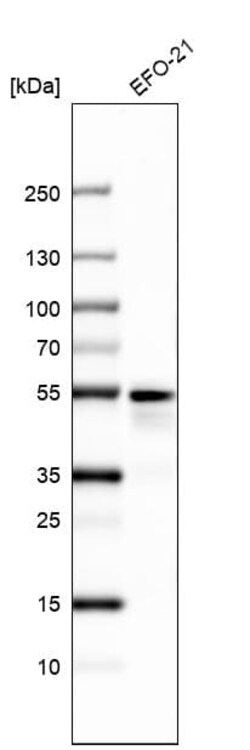 PAX8 Antibody (CL7834), Novus Biologicals 25 &mu;g; Unconjugated:Antibodies,