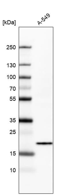 Bax Antibody (CL7919), Novus Biologicals 25 &mu;g | Buy Online | Novus Biologicals | Fisher Scientific