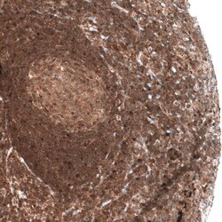 Bax Antibody (CL7919), Novus Biologicals 25 &mu;g | Buy Online | Novus Biologicals | Fisher Scientific