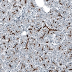 CD133 Antibody (CL7971), Novus Biologicals:Antibodies:Primary Antibodies