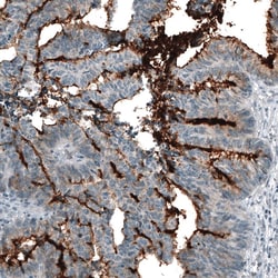 CD133 Antibody (CL7971), Novus Biologicals:Antibodies:Primary Antibodies