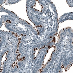 CD133 Antibody (CL7971), Novus Biologicals:Antibodies:Primary Antibodies