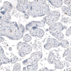 MUC2 Antibody (CL9148), Novus Biologicals 100 &mu;g; Unconjugated:Antibodies,