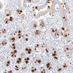 MUC2 Antibody (CL9148), Novus Biologicals 100 &mu;g; Unconjugated:Antibodies,