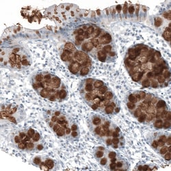 MUC2 Antibody (CL9148), Novus Biologicals 100 &mu;g; Unconjugated:Antibodies,
