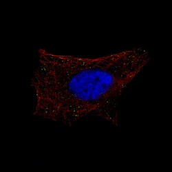 beta-1,3-Glucuronyltransferase 1/B3GAT1 Antibody (CL9499), Novus Biologicals