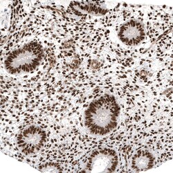 c-jun Antibody (CL9662), Novus Biologicals:Antibodies:Primary Antibodies