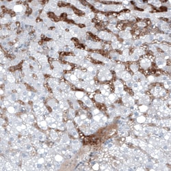 alpha-Fetoprotein/AFP Antibody (CL9766), Novus Biologicals:Antibodies:Primary