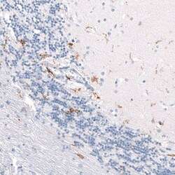 CD163 Antibody (CL10658), Novus Biologicals 25 &mu;L; Unlabeled:Antikörper