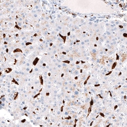 CD163 Antibody (CL10658), Novus Biologicals 25 &mu;L; Unlabeled:Antikörper
