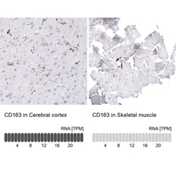 CD163 Antibody (CL10658), Novus Biologicals 25 &mu;L; Unlabeled:Antikörper