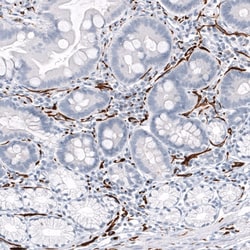 GAP-43 Antibody (CL10884), Novus Biologicals:Antibodies:Primary Antibodies