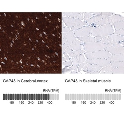 GAP-43 Antibody (CL10884), Novus Biologicals:Antibodies:Primary Antibodies