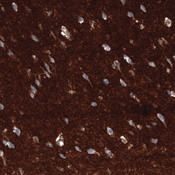 GAP-43 Antibody (CL10884), Novus Biologicals:Antibodies:Primary Antibodies