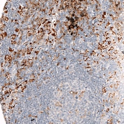 AIF-1/Iba1 Antibody (CL10936), Novus Biologicals:Anticuerpos:Anticuerpos
