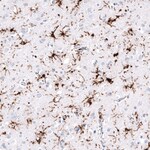 Thumbnail_HLA DR/DP Antibody (CL10962), Novus Biologicals 25 &mu;g; Unconjugated:Antibodies,